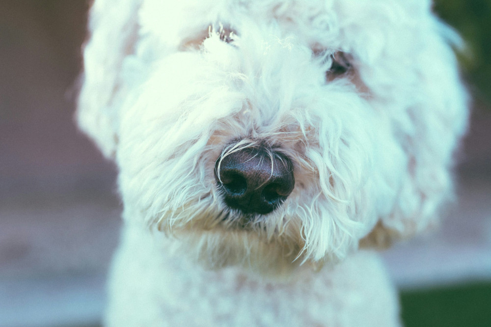 Kan du modstå denne uforglemmelige Labradoodle Moji?